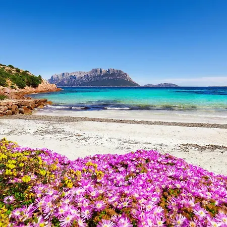 Glori House 50m From Marina Di - Happy Lejlighed Olbia
